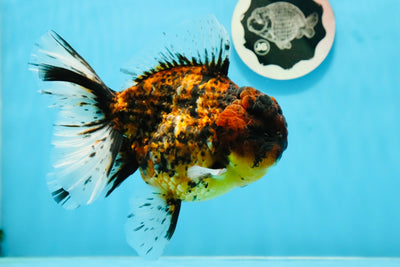 Tigre Godzilla Caribe Oranda macho de grado A de 6 pulgadas n.° 1103OR_24