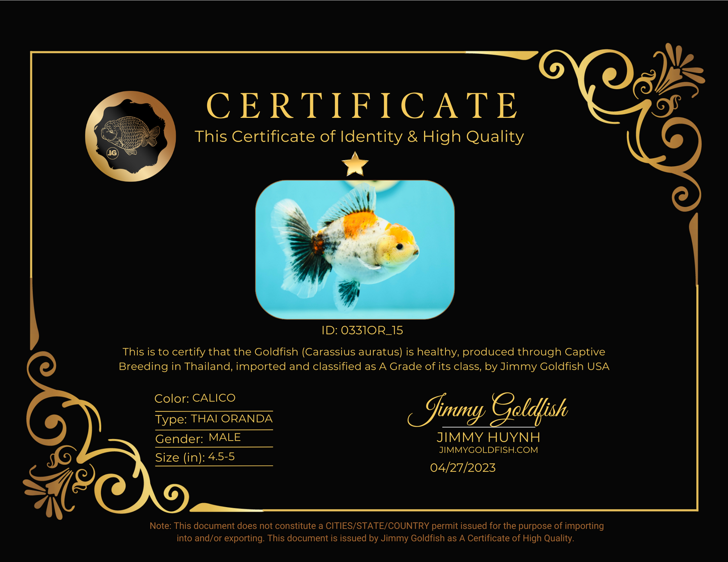 Oranda macho de calidad A, de 4,5 a 5 pulgadas, n.º 0331OR_15