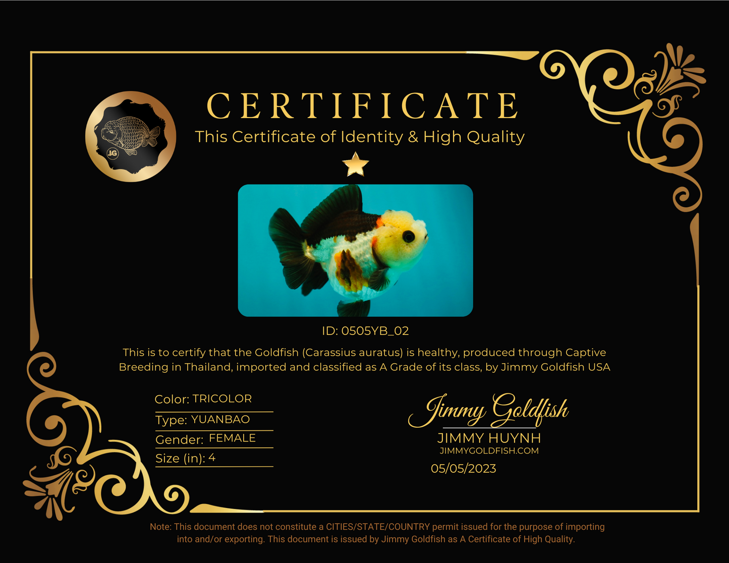 Pompones tricolores de grado A Yuanbao hembra de 4 pulgadas #0505YB_02