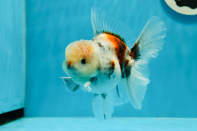 AAA Grade Chunky Calico Oranda Male 4.5 inches #1201OR_10