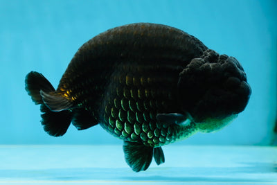 AAA Grade Strong Body Structure Godzilla Black LionKing 5-5.5 inches #051625LC_09