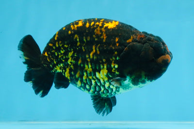 A Grade Tiger LionKing 4.5-5 inches #110725LC_17