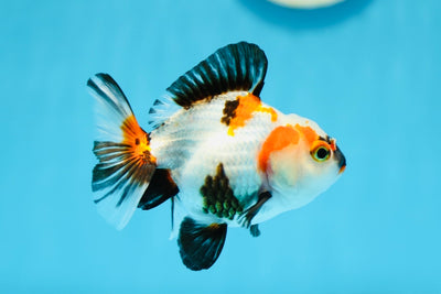 Yuanbao tricolore de catégorie A 3,5 à 4 pouces #0828YB_15