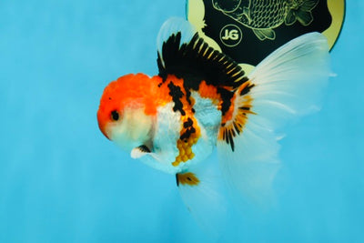A Grade TOMATO Face Tricolor Oranda Male 4-4.5 inches #022825OR_09