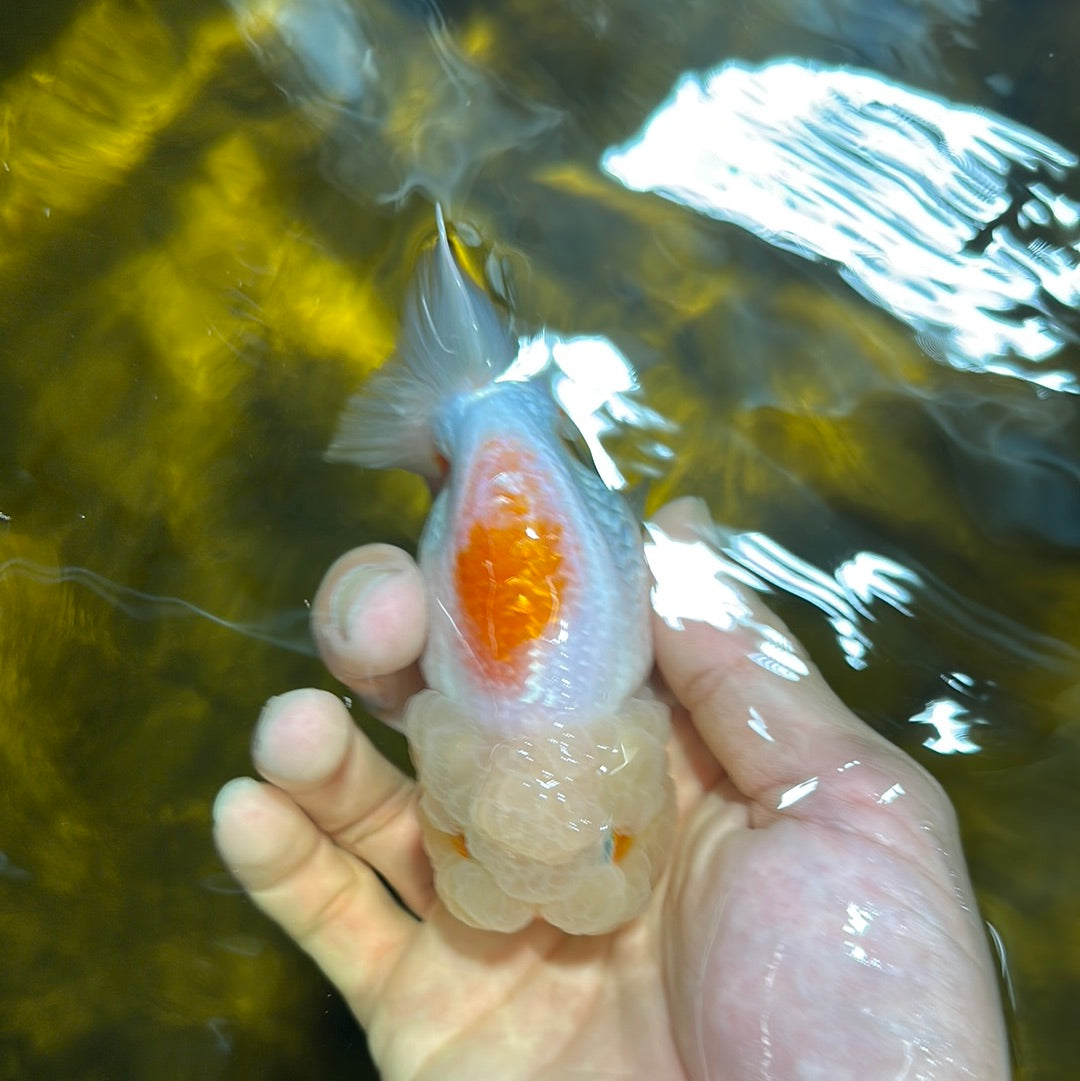 Red White LionChu 3.5-4 inches #1020LC_13