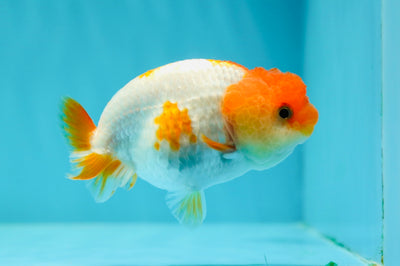 👶 Little Red White Lionchu Female 3.2 inches #0209LC_18