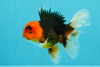 A Grade Red Head Tricolor Oranda Male 5-5.5 inches #031326OR_26