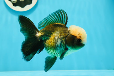 A Grade White Head Female 4.5- 5 inches #121523OR_07