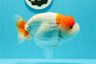 AAA Grade JG Signature Tancho Red White LionQueen 6 inches #0531LC_03