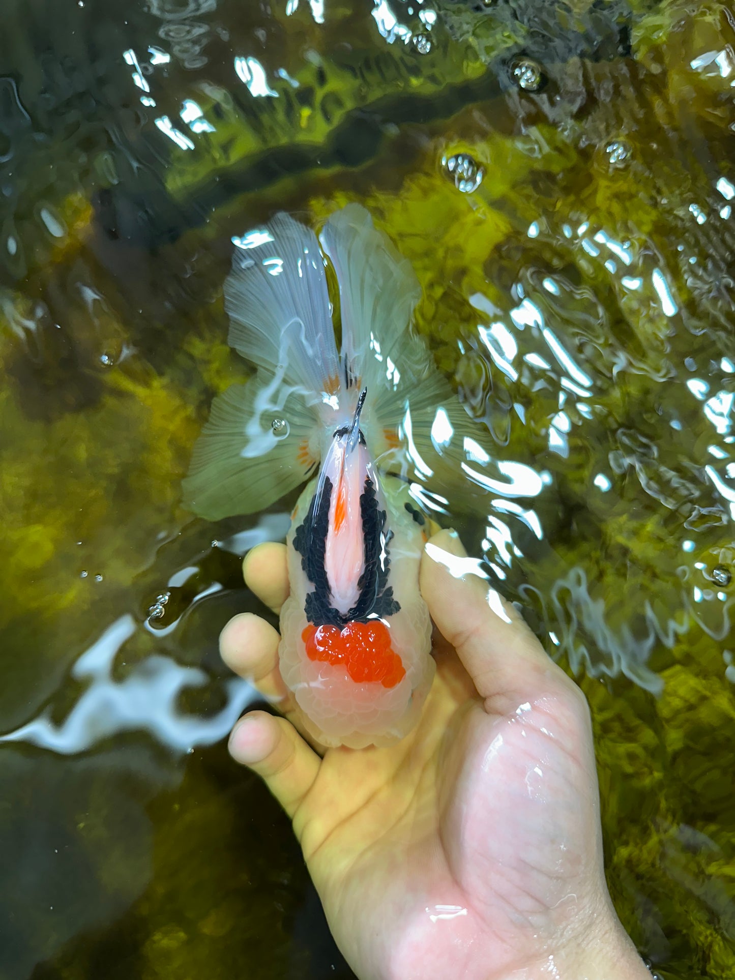 A Grade BEAUTY Tricolor Oranda Female 5.5-6 inches #072525OR_07