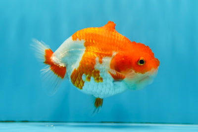 Shark Lionchu Female 4-4.5 inches #0811LC_04