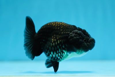 Black Lionchu Female 3.5 inches #0825LC_16