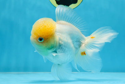 A Grade White Oranda Female 6 inches #070425OR_19