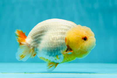 A Grade Lemonhead Red White LionQueen 4-4.5 inches #0329LC_17