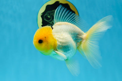 AAA Grade Lemonhead Oranda Male 4.5-5 inches #013125OR_11
