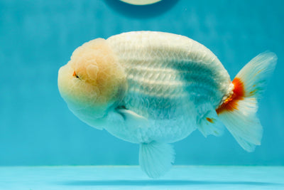 AAA Grade Thick Body Snow White LionKing 5.5 inches #0315LC_12