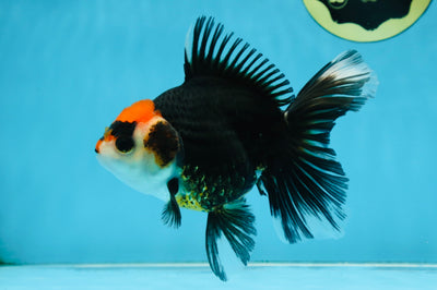 NEZHA Tricolor Oranda Female 5 inches #091925OR_08