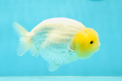 🍋 Baby Lemonhead Lionchu Female 4.5 inches #0412LC_04