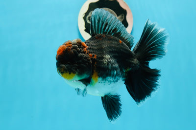 Volcan de qualité AAA Kirin Oranda Mâle 4,5-5 pouces #1124OR_16