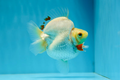 AAA Grade Red White Humphy Ryukin Female 4 inches #0929RK_06