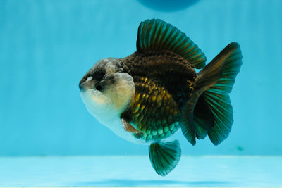 Panda Yuanbao mâle de catégorie A, 3,5 à 4 pouces #1208YB_07