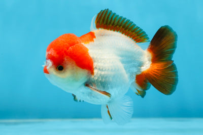 A Grade Pompom Tricolor Yuanbao Male 4 inches #071125YB_17