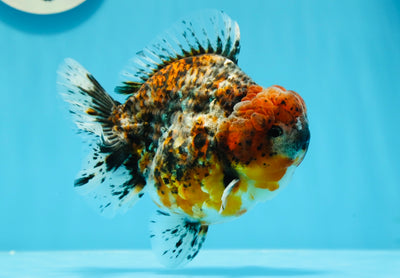 SHOW Grade Godzilla Kirin Calico YuanBao Mâle 4,5-5 pouces #1020YB_07