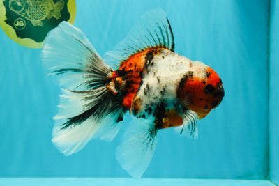 Calico Oranda Male 6.5-7 inches #071026OR_31
