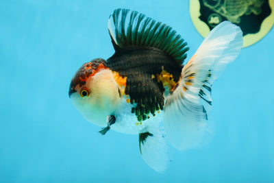 AAA Grade Tricolor Oranda Male 5 inches #080125OR_31