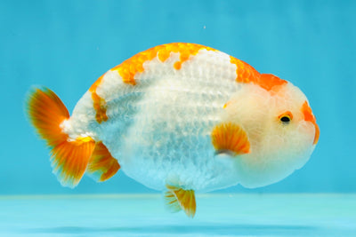 A Grade Kohaku LionKing 4.5 inches #050925LC_12