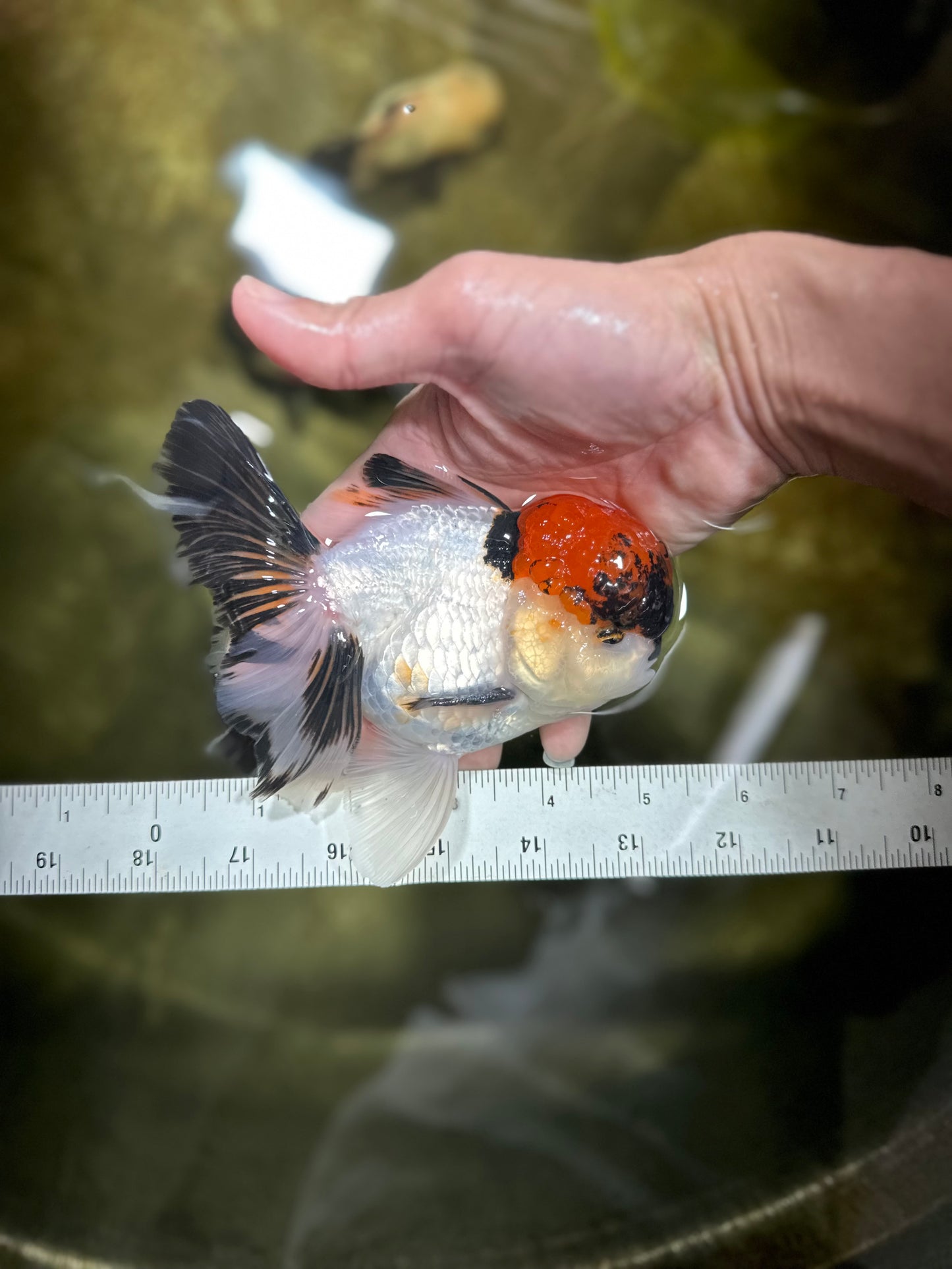 BIG VOLCANO HEAD AAA Grade Red Head Tricolor Oranda Male 5-5.5 inches #032825OR_01