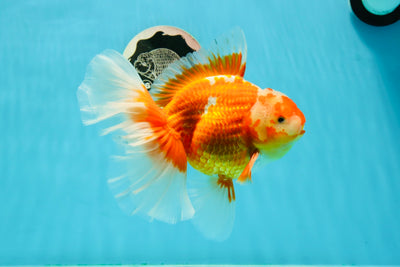 AAA Grade Sakura Rose Tail Oranda Male 6.5 inches #0223OR_17