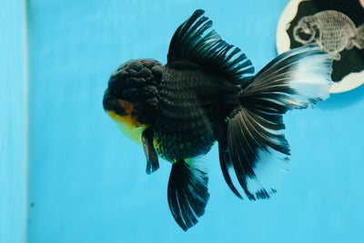 AAA Grade Tricolor Oranda Male 5.5-6 inches #0908OR_05