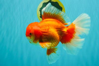 JUMBO AAA Grade Red White Oranda Male 8.5 inches #071726OR_01