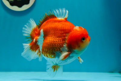 AAA Grade Well-rounded Red White Yuanbao Male 5 inches #122923YB_12