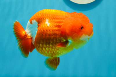 AAA Grade Fire Red White LionQueen 4.5-5 inches #1124LC_08