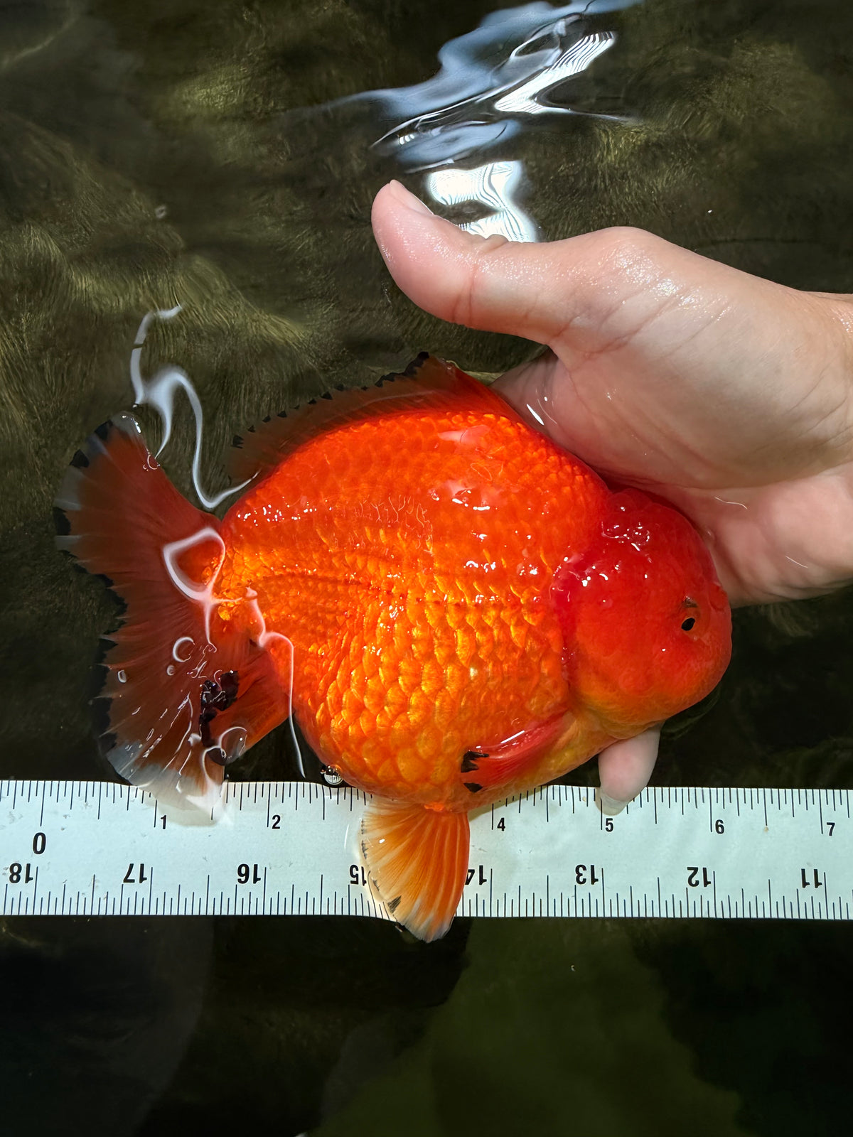 PUMPKIN AAA Grade Red Yuanbao Male 6 inches #101626YB_29