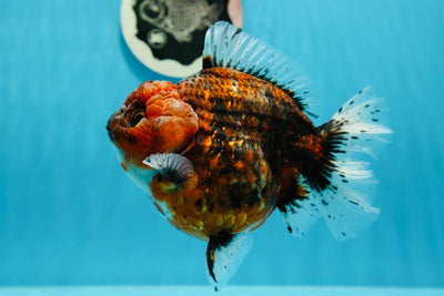 AAA Grade Dracula Tiger Yuanbao Female 5-5.5 inches #1027YB_12