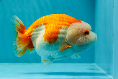 A Grade Unicorn Red White Female LionQueen 5.5-6 inches #0315LC_11