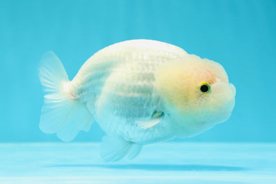 Snow White LionChu Male 4 inches #0517LC_09