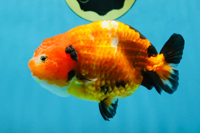 Sakura Chinese Ranchu Female 4.5-5 inches #120525RC_07