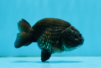 Black Lionchu Female 3.5-4 inches #0901LC_17