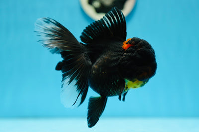 AAA Grade Black Lava Head Oranda Female 5 inches #0818OR_15