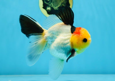 AAA Grade Special Tricolor Button Eyes Oranda Male 5 inches #080825OR_03