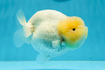 AAA Grade Egg Shape Lemonhead LionQueen 4.5 inches #1201LC_05