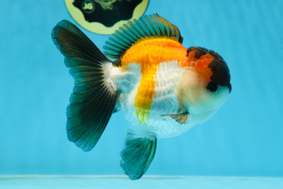 A Grade Tricolor Button Eyes Oranda Male 5-5.5 inches #080125OR_23