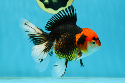 A Grade Tricolor Oranda Female 5 inches #031425OR_09