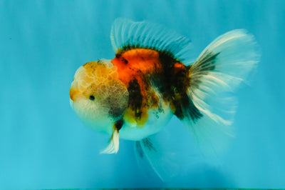 Calico Oranda Male 5-5.5 inches #050126OR_12