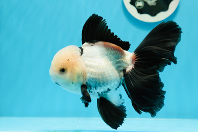 Panda macho oranda de cola perfecta de grado AAA de 5 a 5,5 pulgadas n.º 0503OR_10