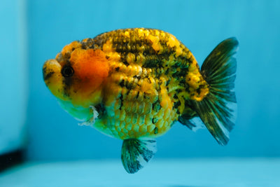 AAA Grade Cheeky Tiger LionKing 4 inches #1006LC_05